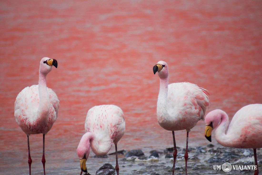Flamingo Laguna Colorada