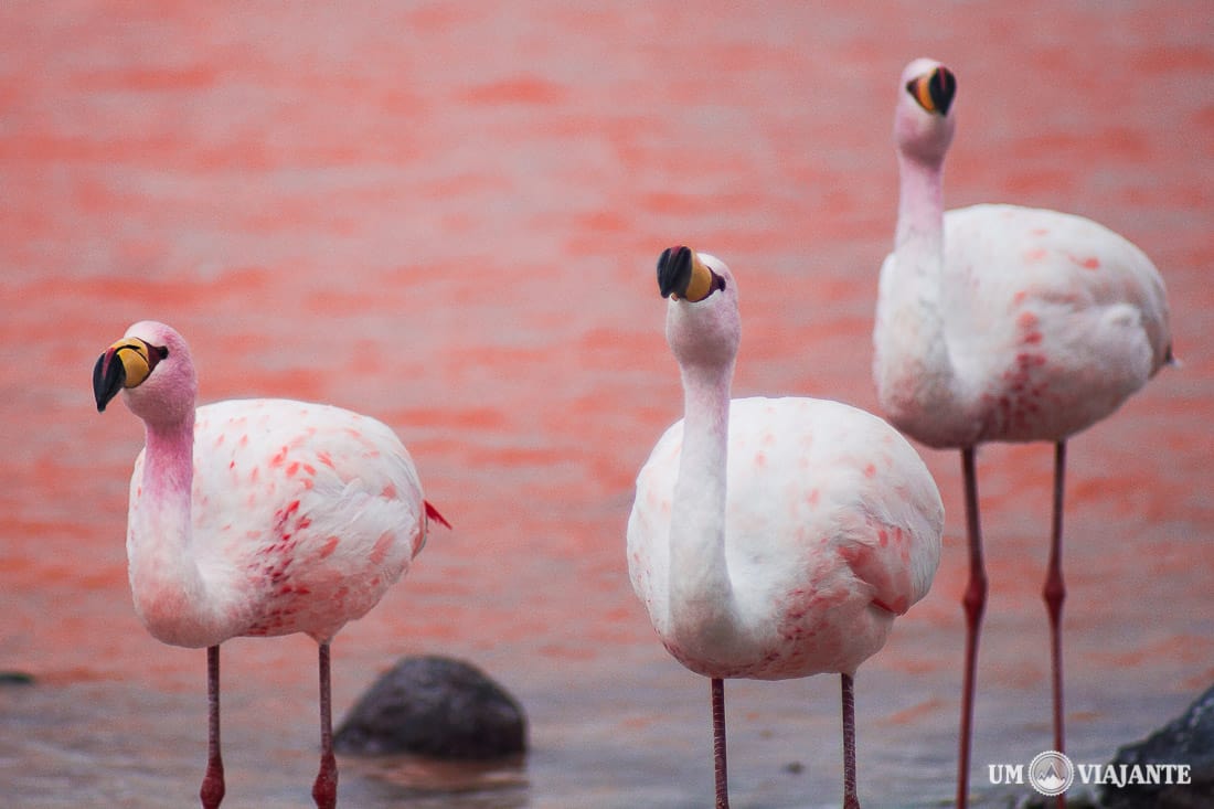 Flamingo, Bolívia