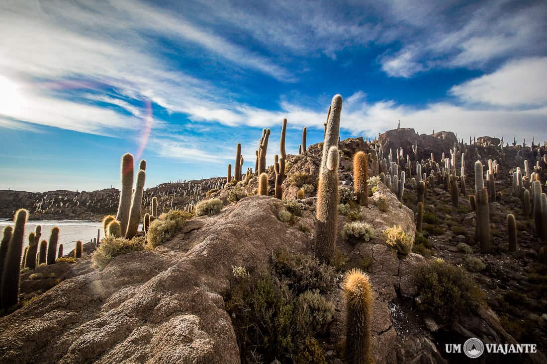 Isla de Cactus, Salar de Uyuni
