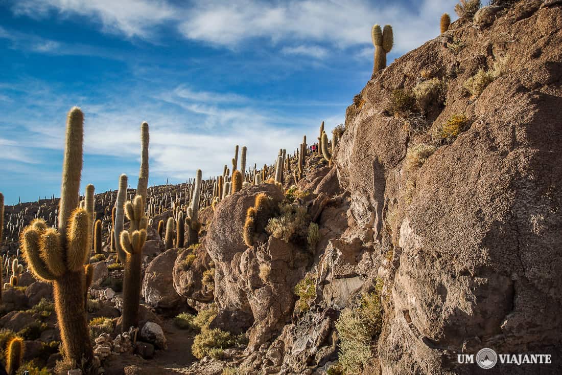 Isla de Cactus, Uyuni