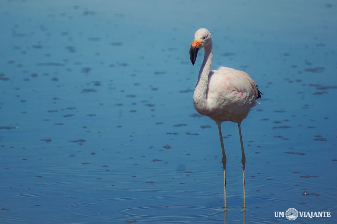 Flamingo, Salar do Atacama - Chile