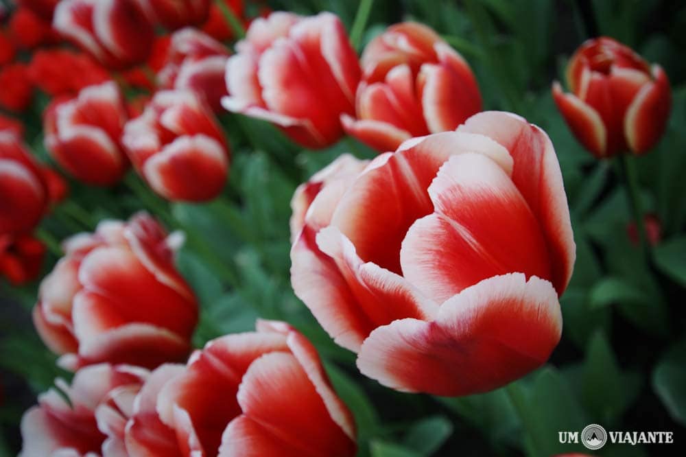Fotos do Keukenhof – O maior jardim de tulipas do mundo