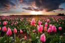 15 campos de flores ao redor do mundo