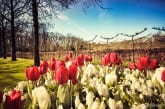 Keukenhof 2016: Como visitar o parque das tulipas da Holanda