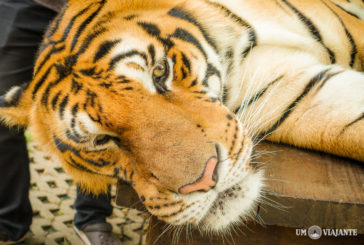 Como é o Tiger Kingdom, em Chiang Mai – O templo dos Tigres da Tailândia