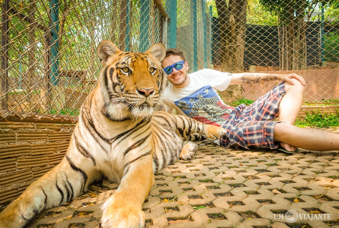 Tiger Kingdom, Chiang Mai - Templo dos Tigres