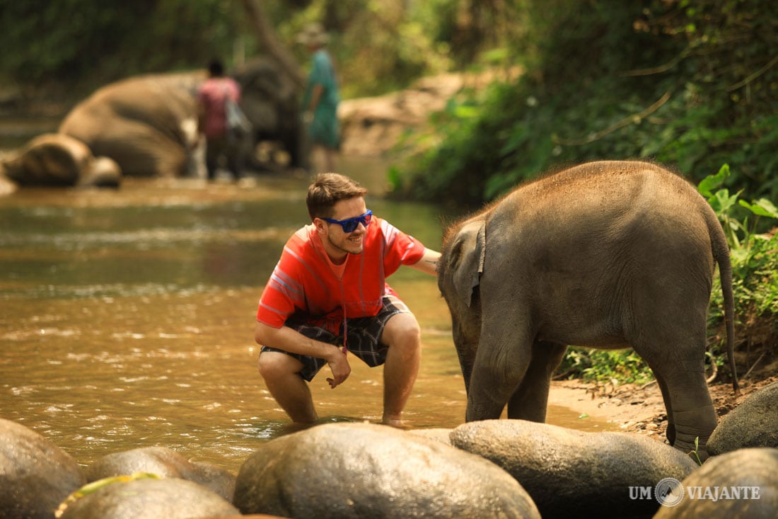 Um dia com elefantes em Chiang Mai.
