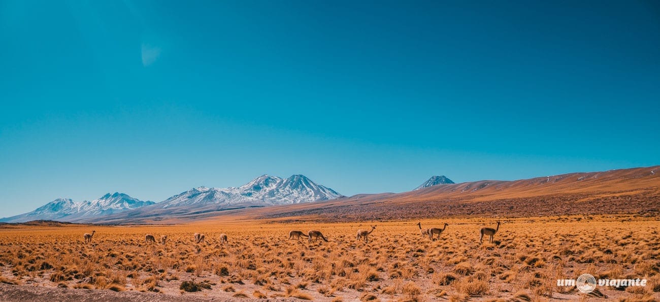 Vicuñas no Atacama - Lagunas Altiplânicas