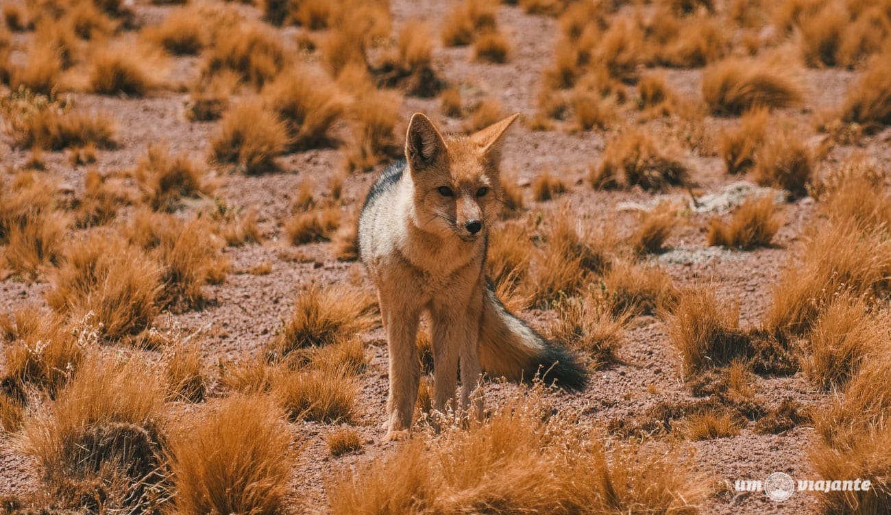 Raposa Selvagem no Deserto do Atacama - Lagunas Altiplânicas