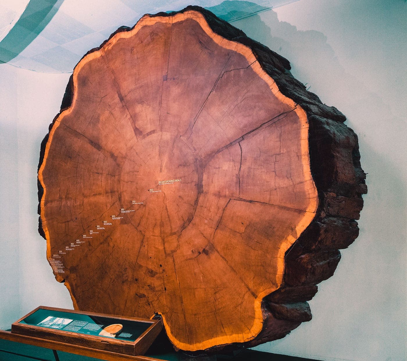 Sequoia Gigante -Museu de História Natural de Nova York