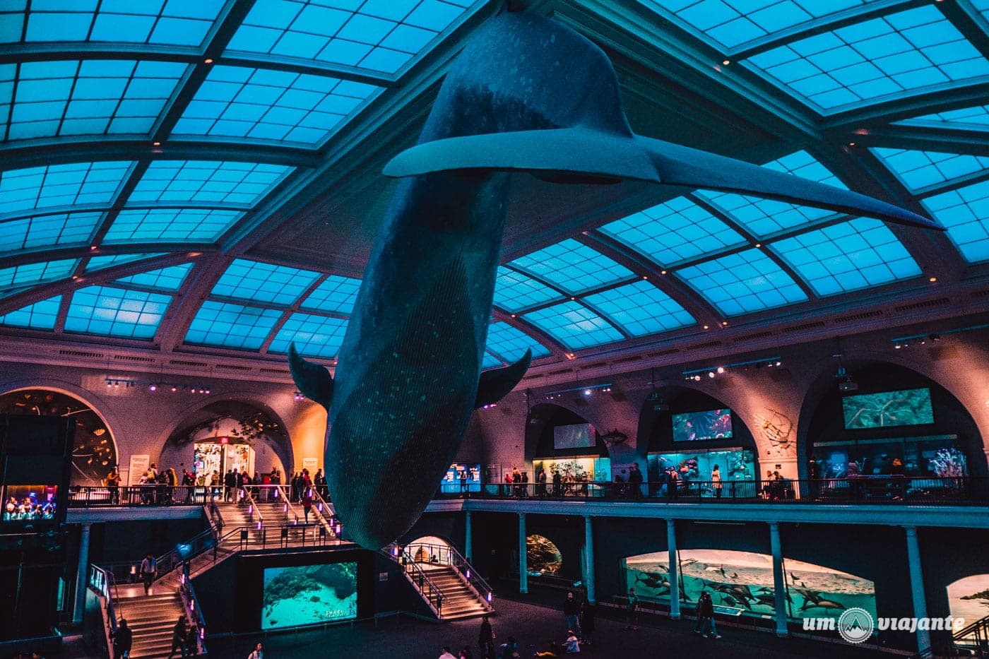 Baleia Azul - Museu de História Natural de Nova York