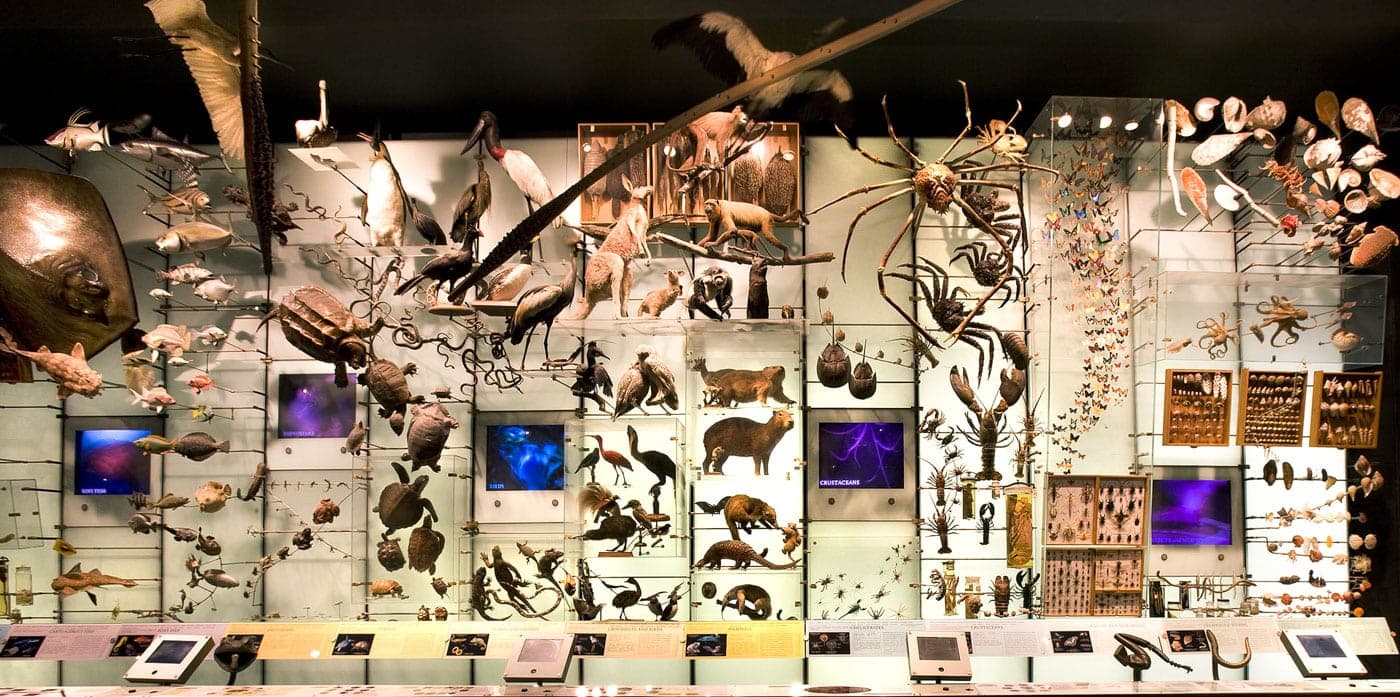 Museu de História Natural de Nova York