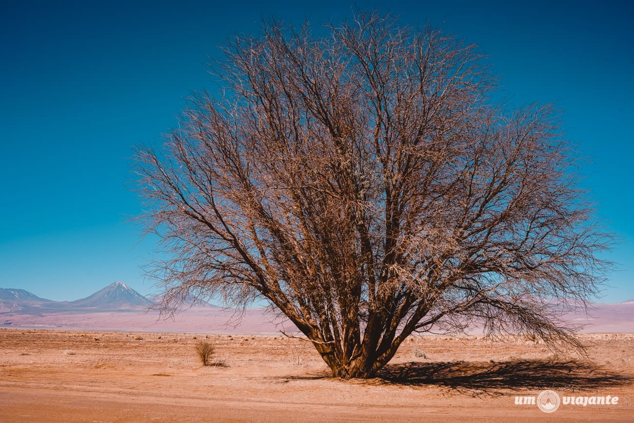 Setembro, Árvore no Deserto do Atacama