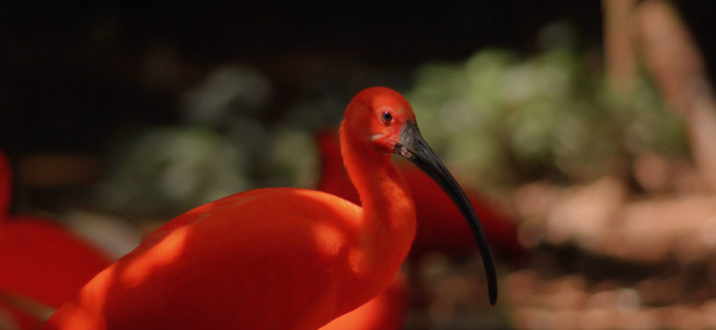 Vídeo Parque das Aves - Foz do Iguaçu - Paraná, Brasil
