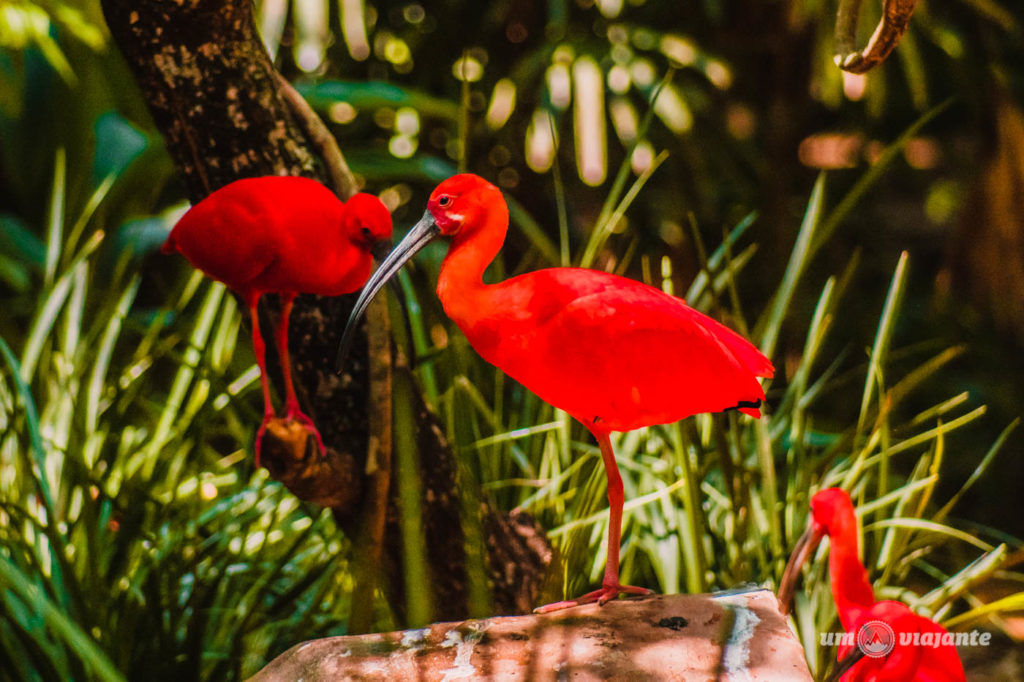Guará - Parque das Aves - Foz do Iguaçu