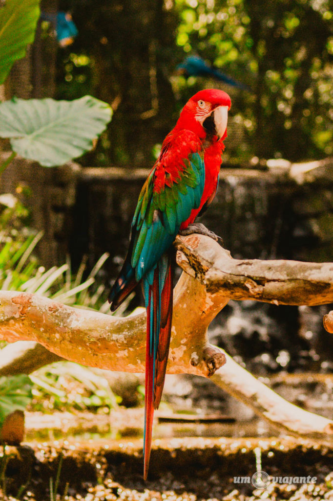 Fotos no Parque das Aves - Foz do Iguaçu