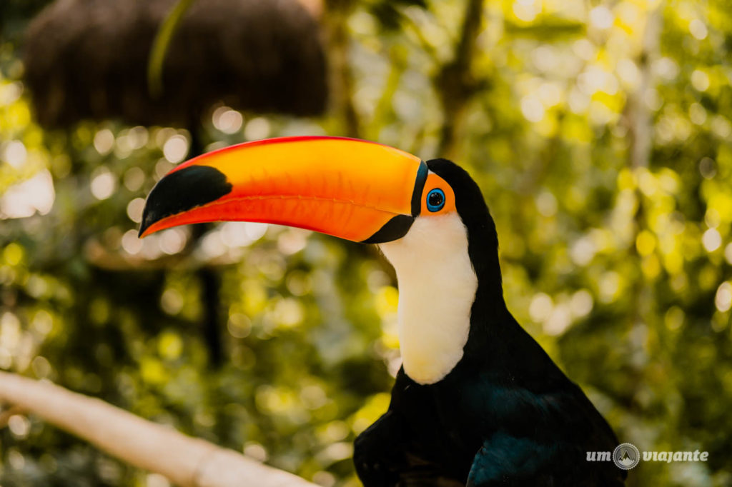Parque das Aves, em Foz do Iguaçu: vale a pena visitar?