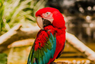 Vale a pena visitar o Parque das Aves, em Foz do Iguaçu?