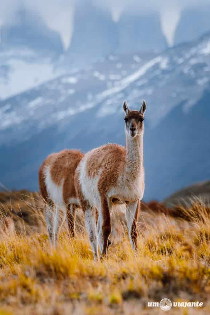 Passeio Ave e Fauna, Torres del Paine - Patagônia