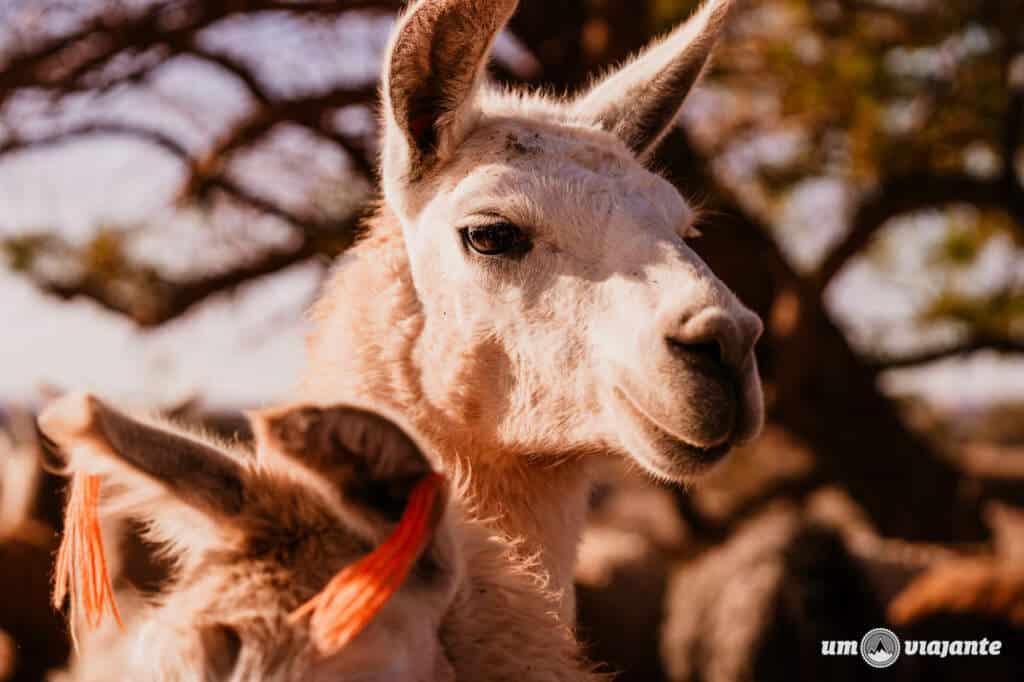 Passeio com lhamas, Roteiro Deserto do Atacama