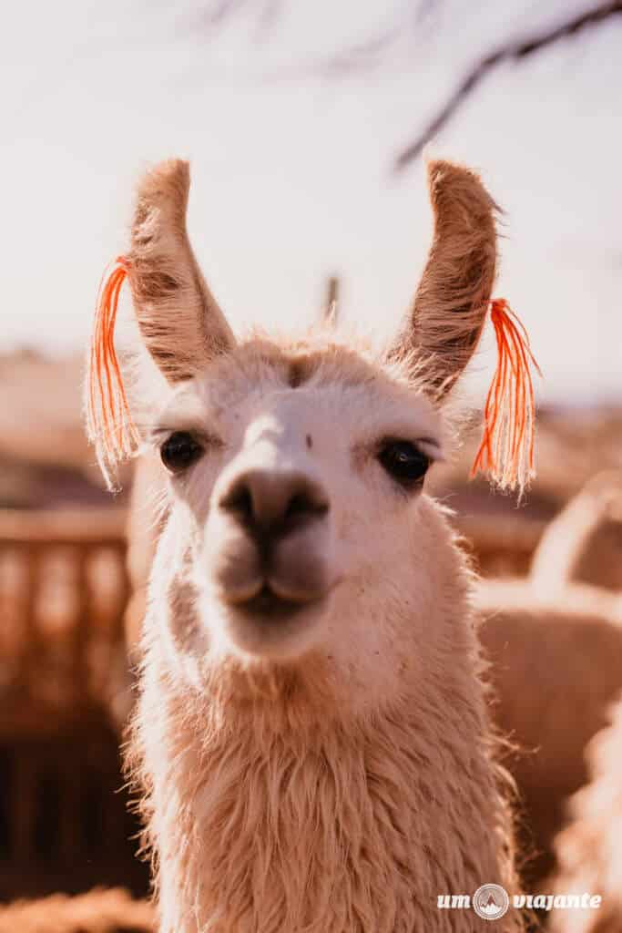 Passeio com lhamas, Roteiro Deserto do Atacama