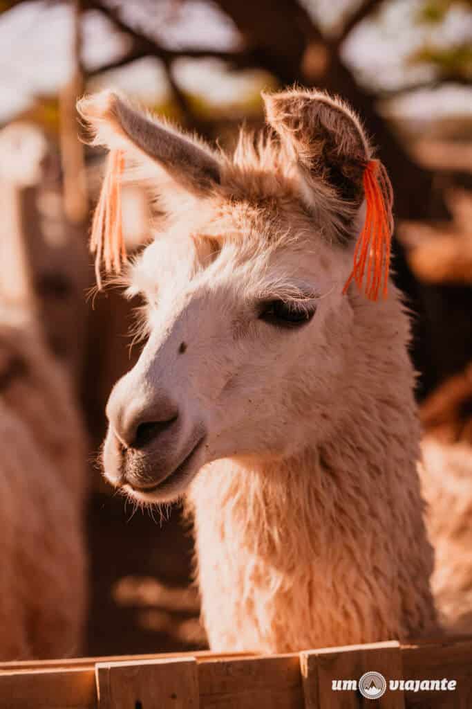 Passeio com lhamas, Roteiro Deserto do Atacama